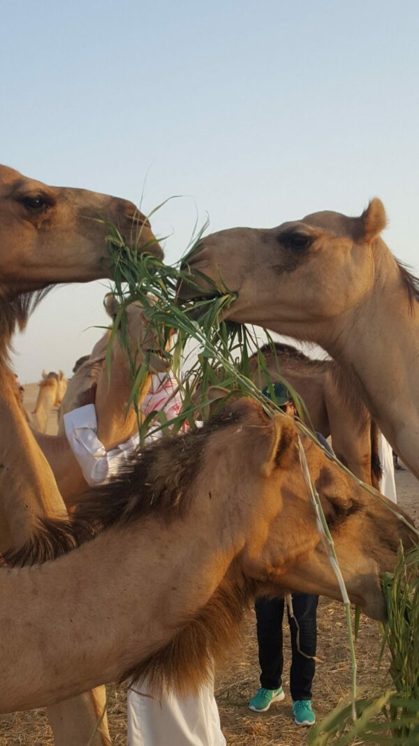 Farma wielbłądów w Abu Zabi