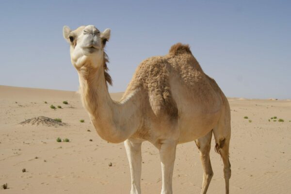 Chuyến tham quan bằng lạc đà ở Abu Dhabi