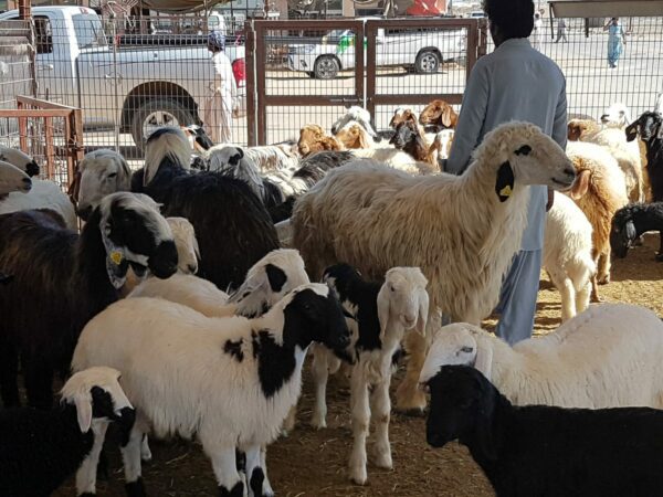 अल ऐनी में पशु बाजार