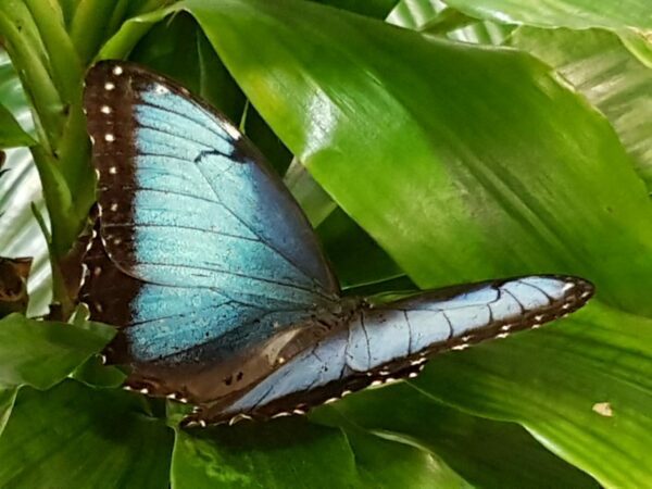 Preciosa papallona al jardí de papallones de Dubai