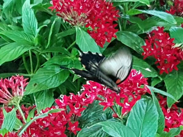 Pillangó a Dubai Butterfly Gardenben