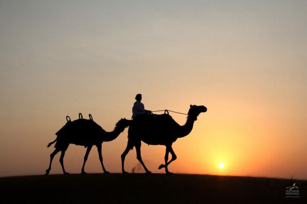 दुबई में कैमल डेजर्ट सफारी सूर्यास्त