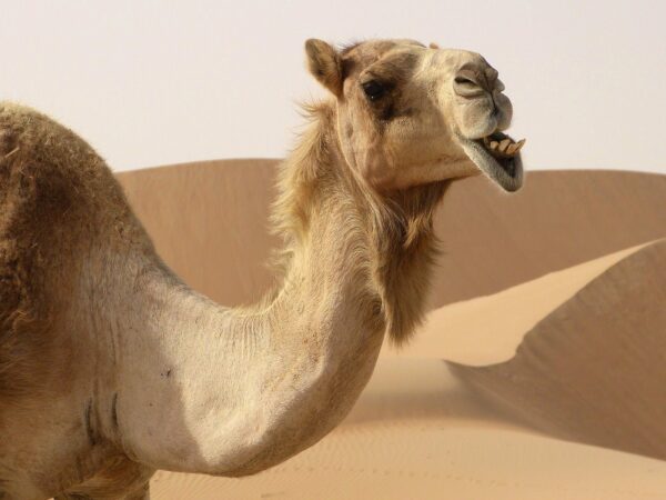 Pagbisita sa Camel Farm sa Abu Dhabi