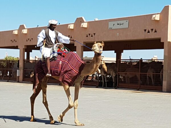 Chợ lạc đà Al Ain