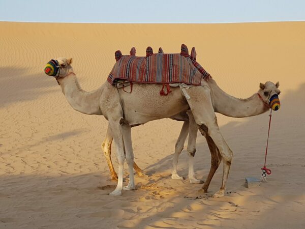 Passeig en camell Abu Dhabi