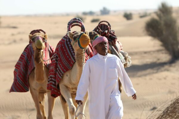 Safari Camel ann an Dubai