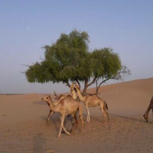Safari na wielbłądach Abu Zabi
