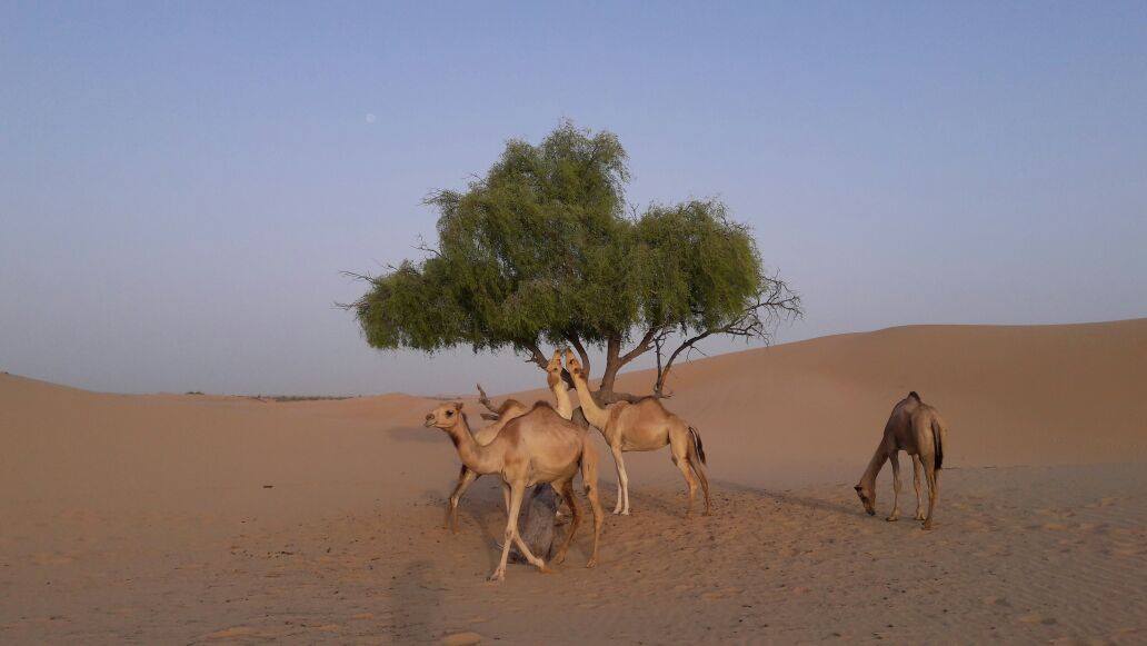 Lạc đà Safari Abu Dhabi
