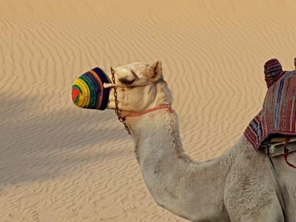 Kamelreiten in der Wüste