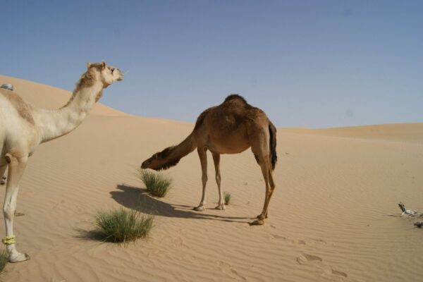Mga kamelyo sa Abu Dhabi