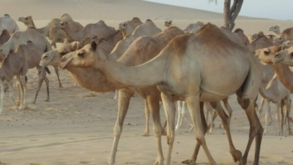 Camellos en el tour del desierto al amanecer