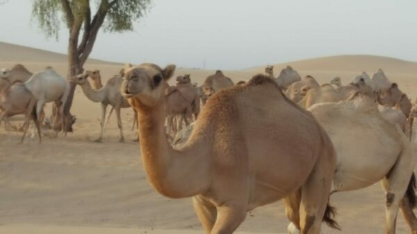 Kamele auf Tour