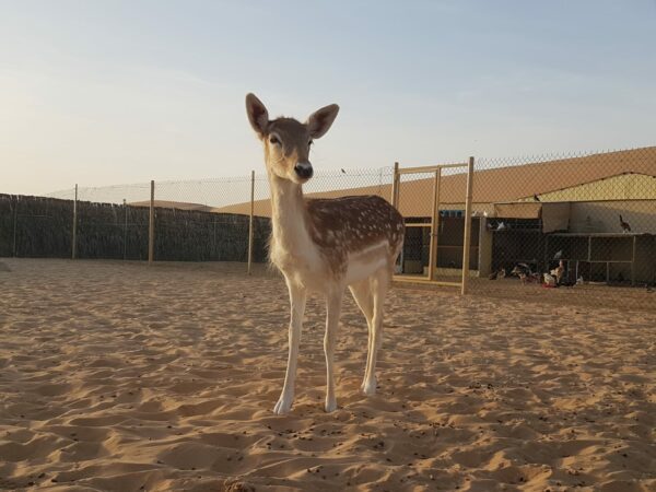 Safari al desert des d'Abu Dhabi