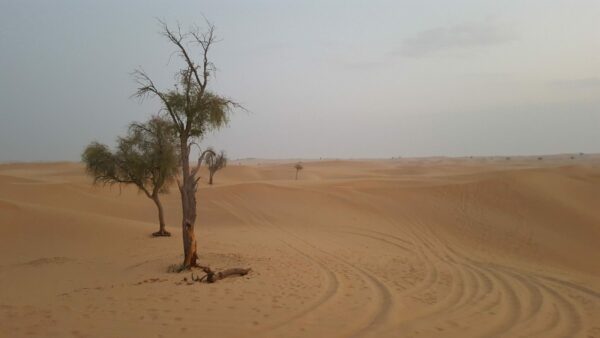 Pustinjski obilazak Abu Dhabija