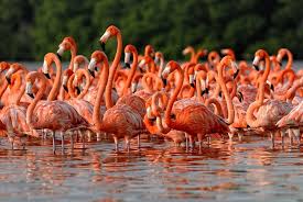 Faigh a-mach Flamingos ann an Abu Dhabi