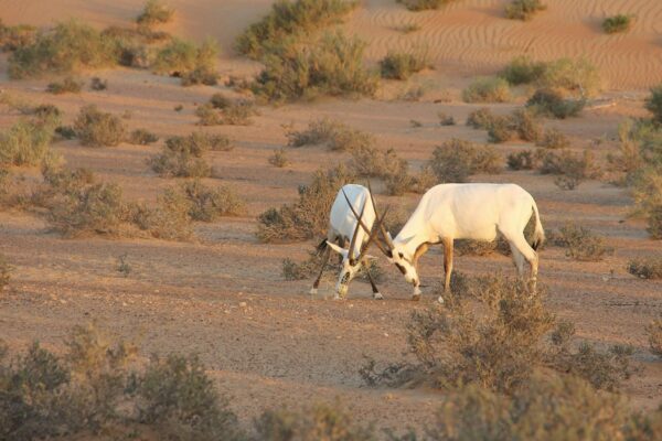 Safari nel deserto di mezza giornata a Dubai