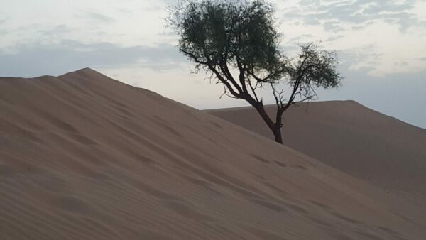 रेगिस्तान में सुबह