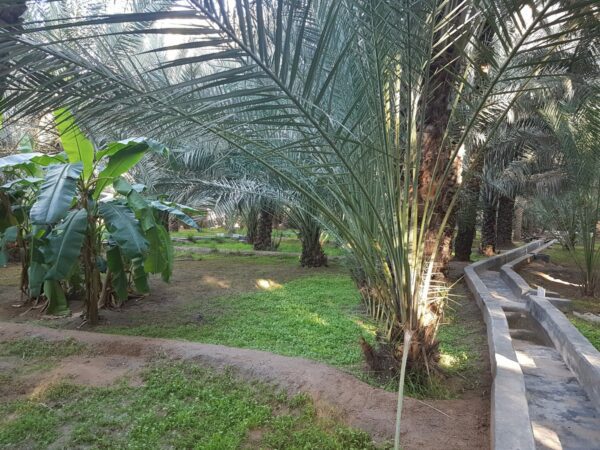 Visite guidée de l'oasis d'Al Ain