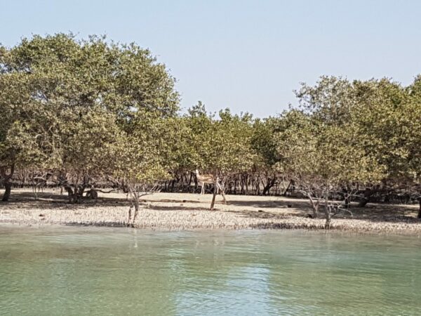 ابوظہبی میں سمندر کے کنارے سے جنگلی حیات کا نظارہ