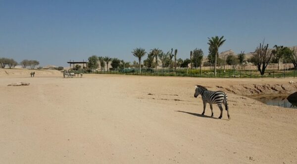 Al Ain Privattour állatkert