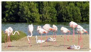 Flamingos ann an Abu Dhabi
