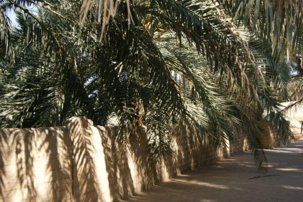 Preu de l'entrada a l'oasi d'Al Ain