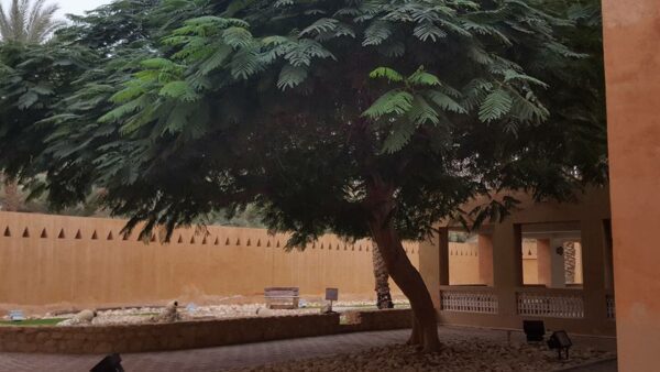 Mga Oras ng Pagbubukas ng Al Ain Palace Museum