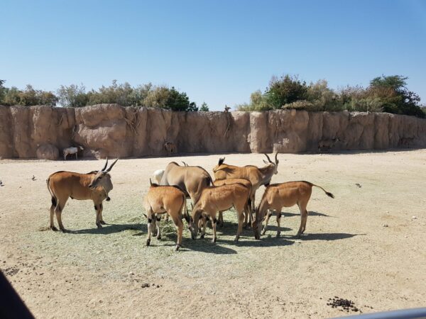 Preu de l'entrada al zoo d'Al Ain