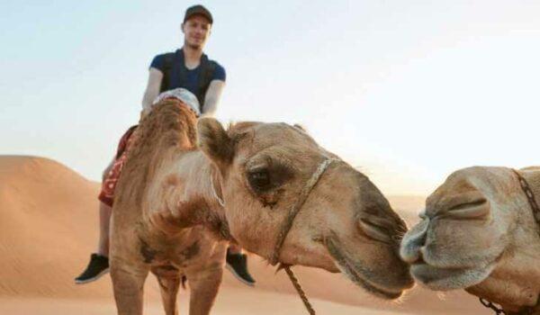 Kamel in Abu Dhabi