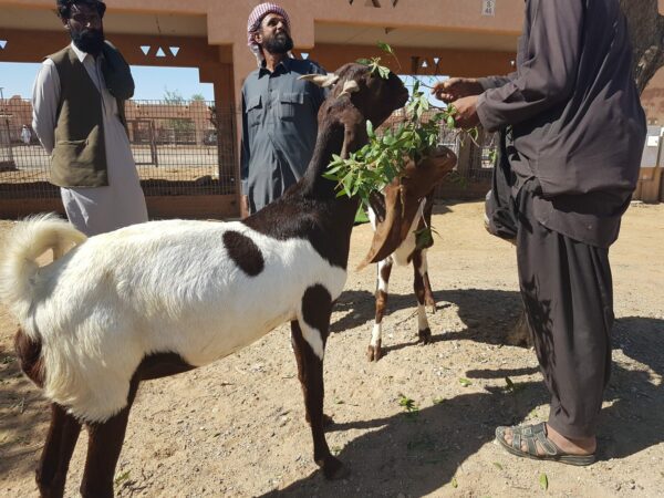 Mercat de camells a Al Ain